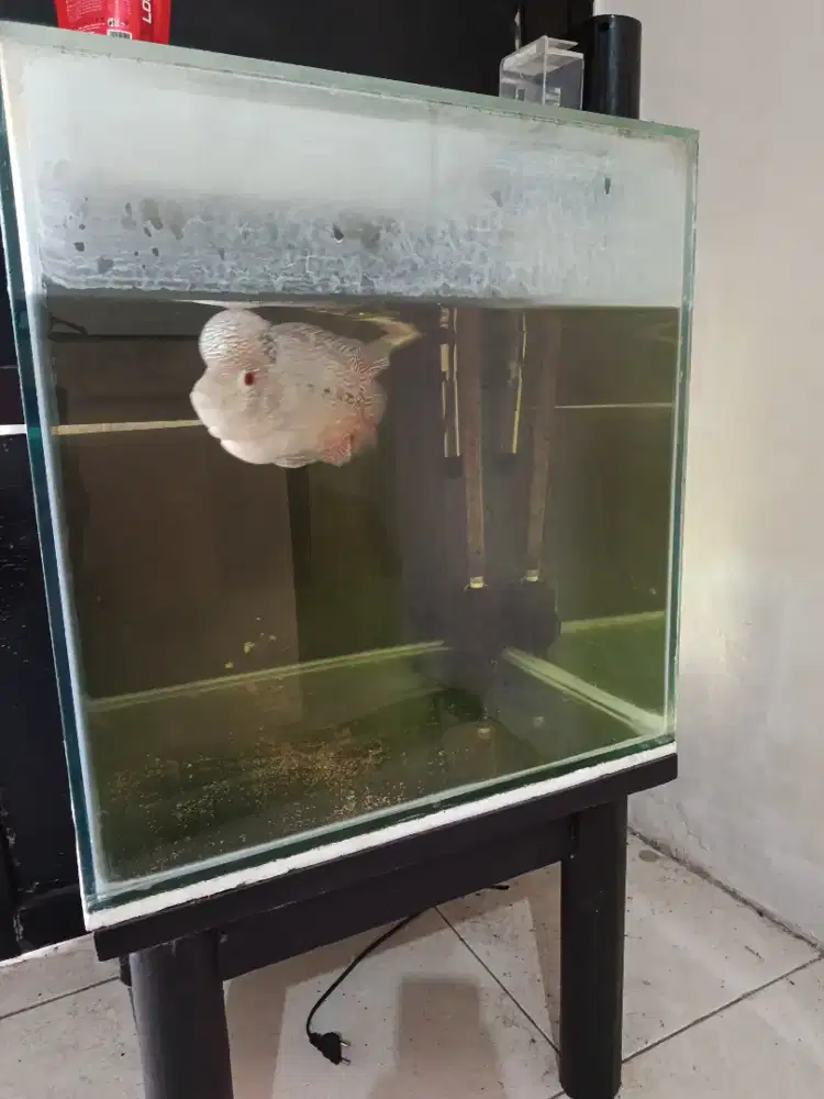 Dijual ikan louhan dan aqurium set