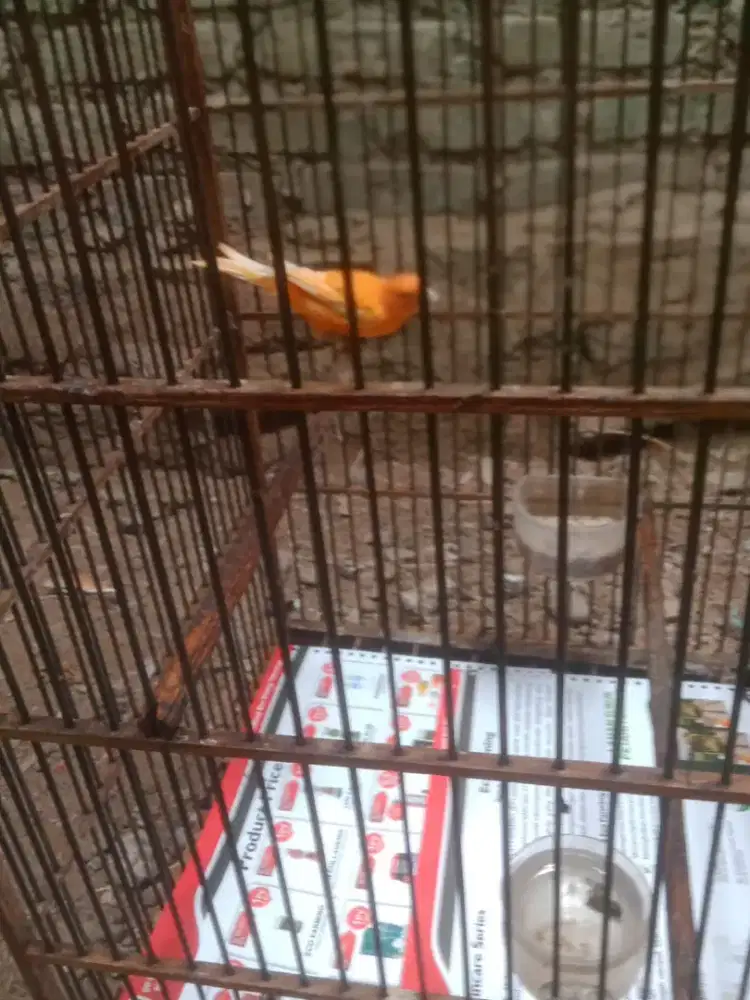 Burung kenari merlok gacor mantap bujang  jos bisa bantu kirim fulset