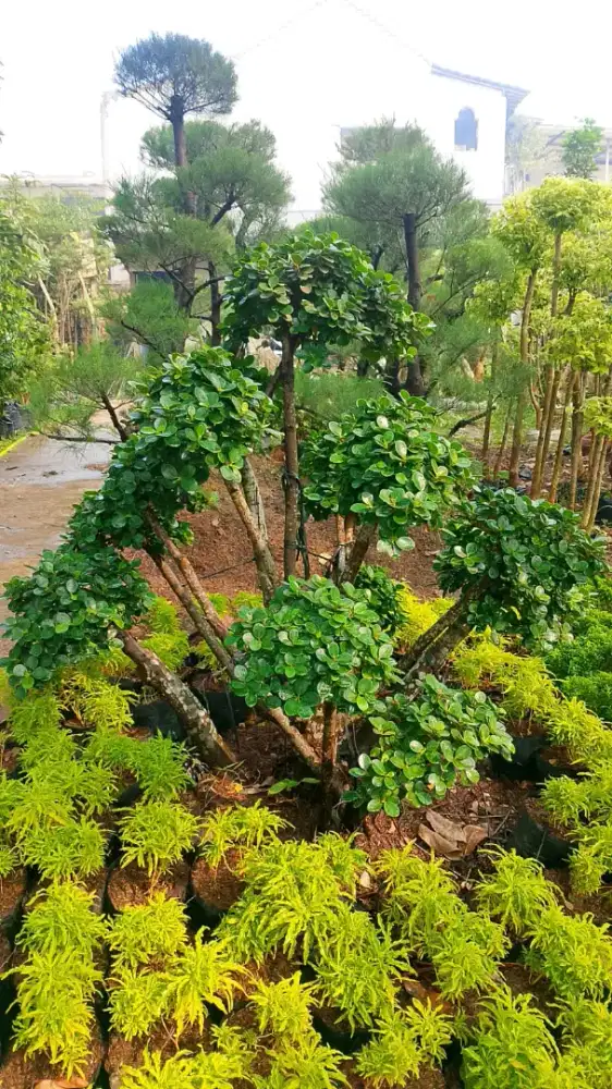 Menjual pohon bonsai mikroo bonsai dolar