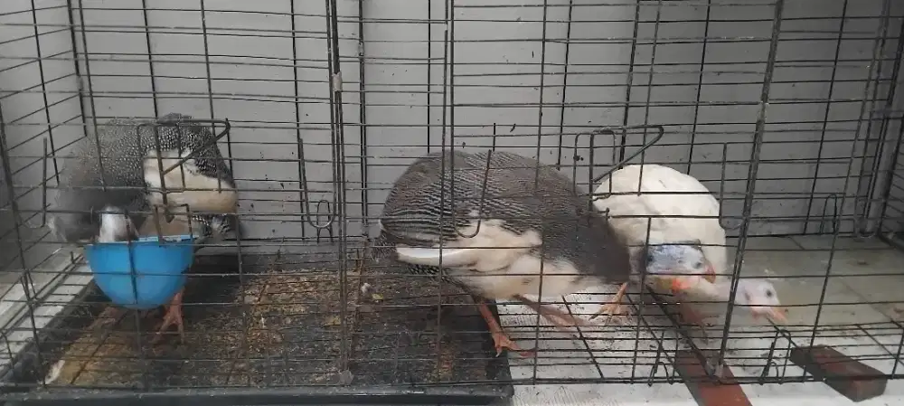 Ayam mutiara sepasang