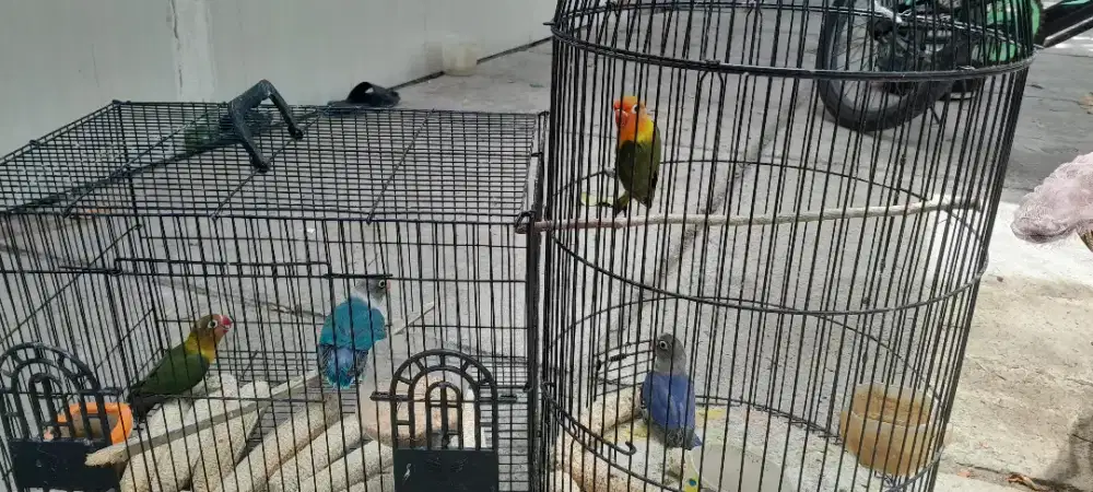 Jual love bird per ekor 180.000