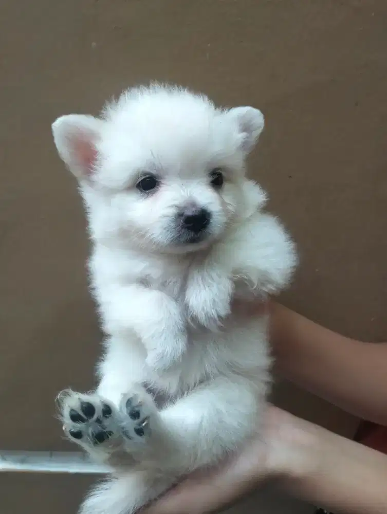 NEGO TIPIS! minipom white snow