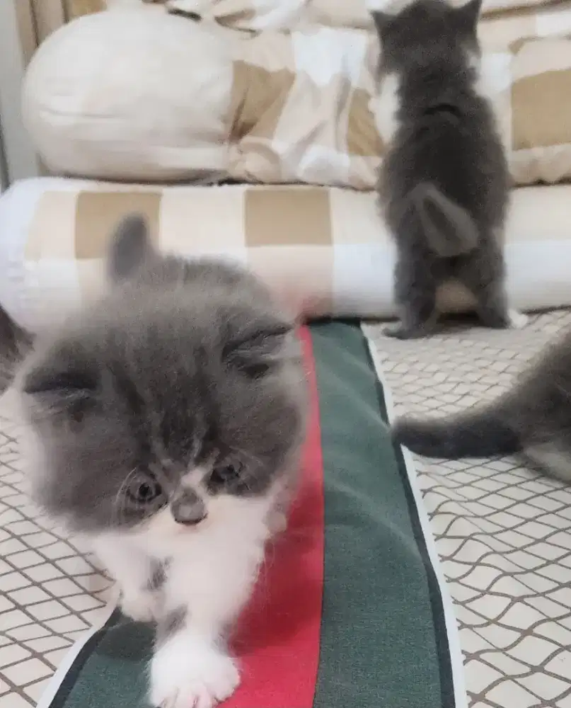 Open adopt peranakan flatnose