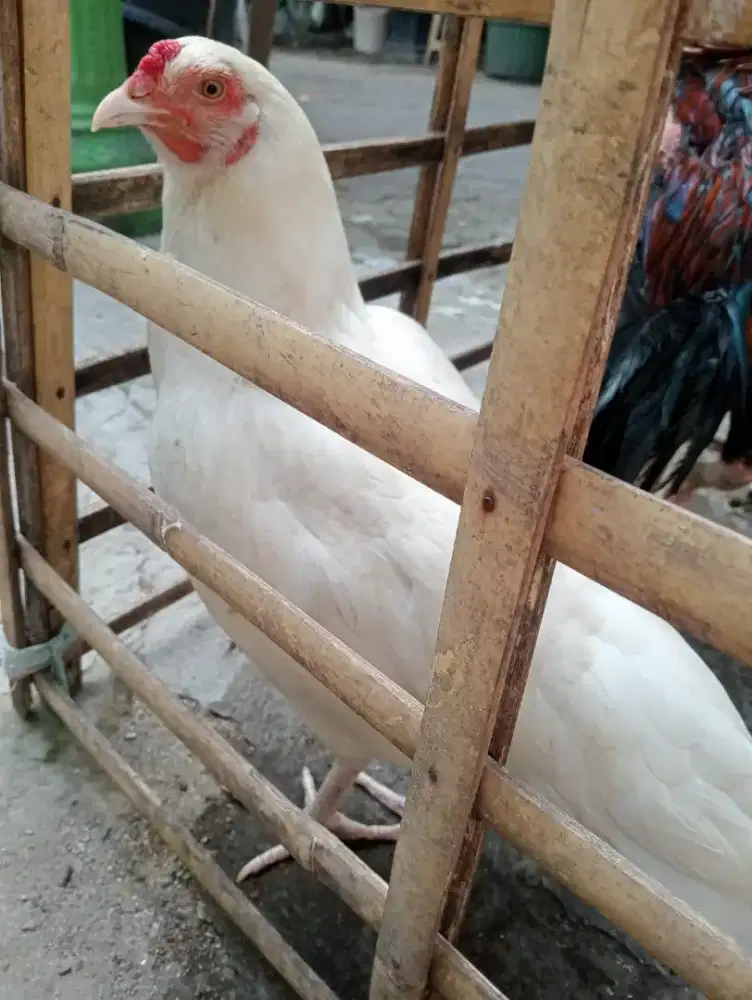 Ayam bangkok Mangon putih mulus  umur 7-8 bln