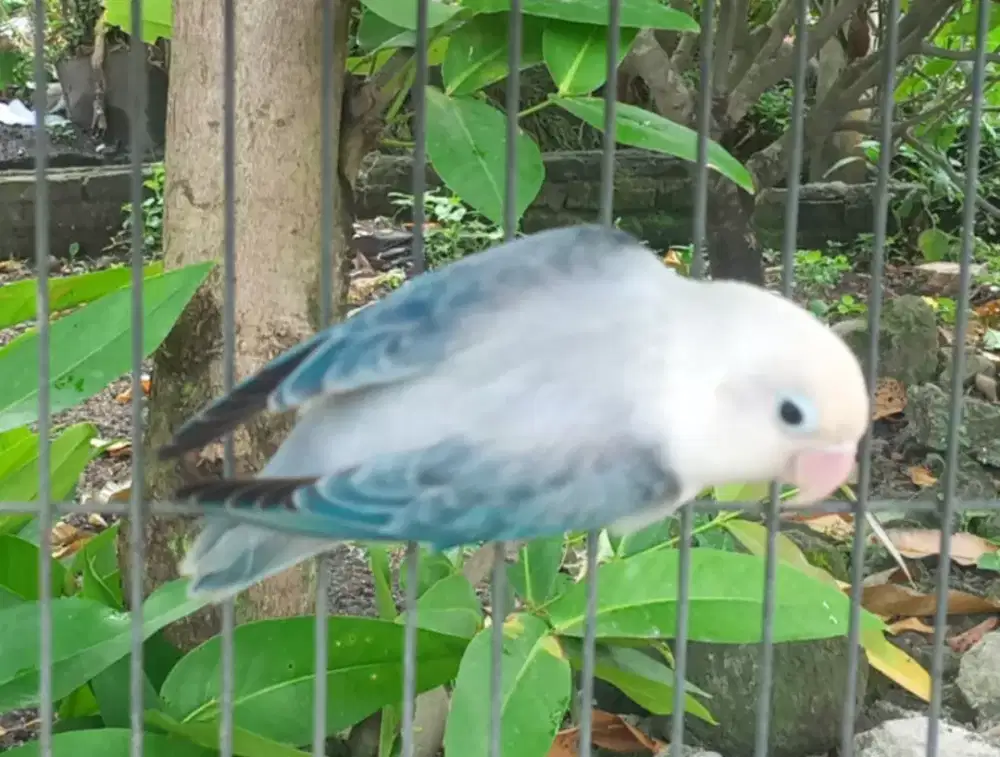 Seekor burung lebet cwntik