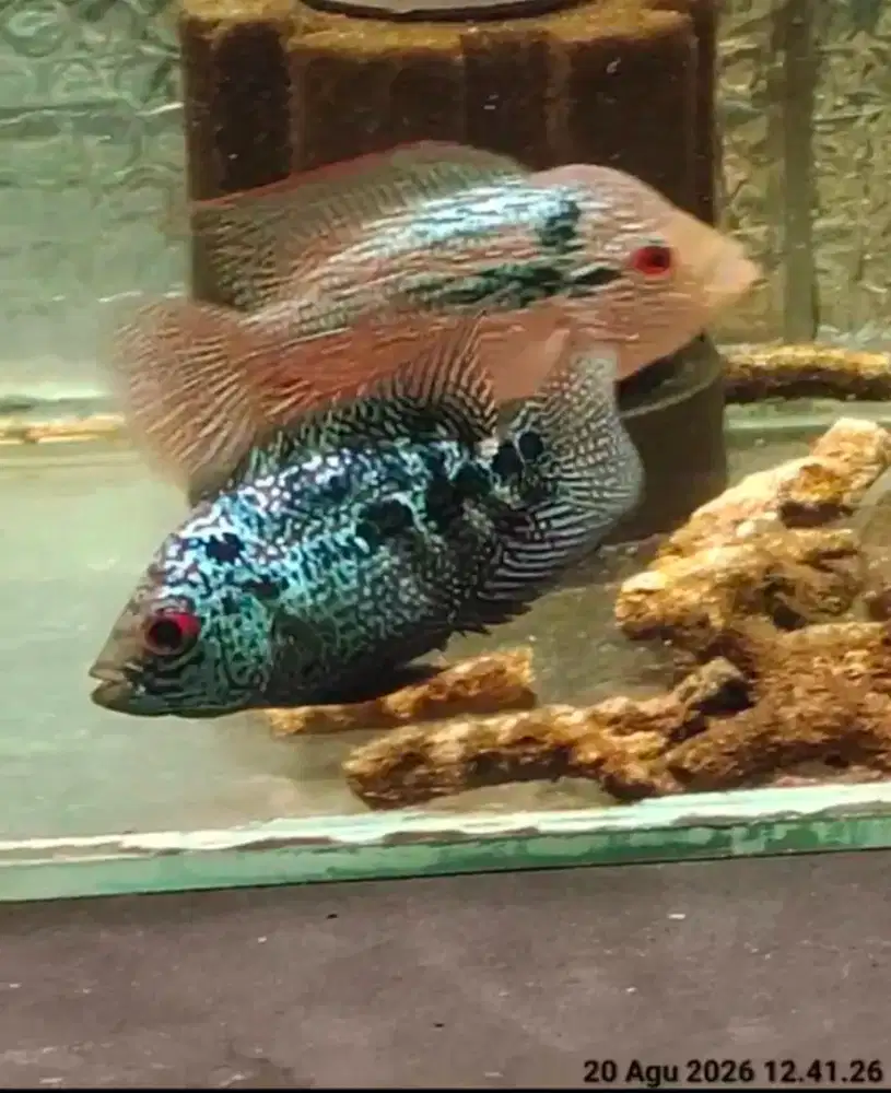 ikan lohan betina cencu 7cm