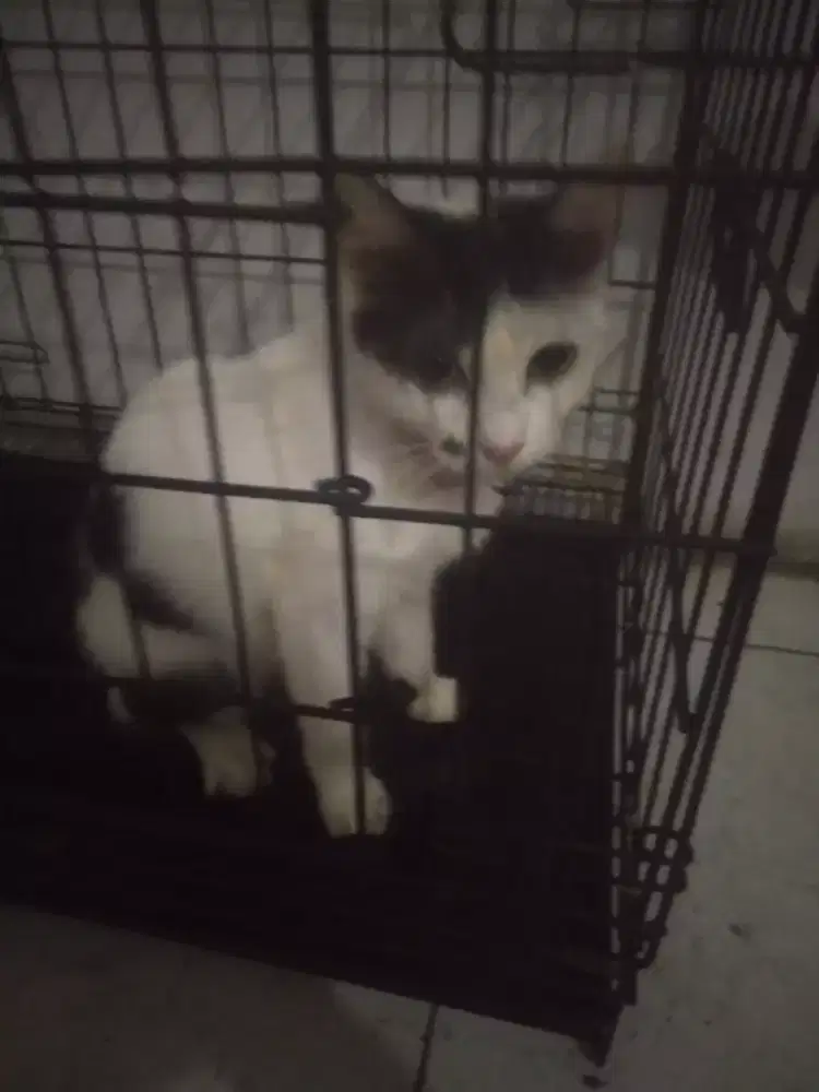 Kitten Mixdom masih gadis, sehat dan aktif. Umur sekitar 5 bulan