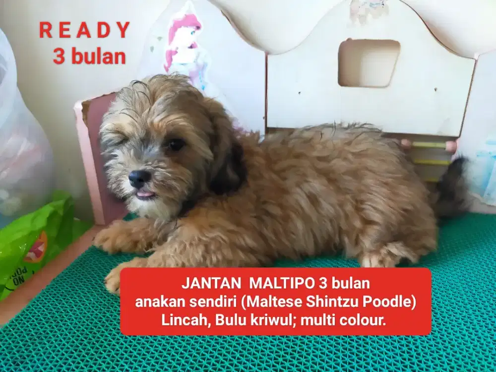 READY MIXED JANTAN 3 bulan Maltese Shintzu Poodle