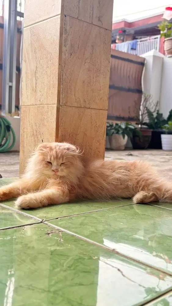 Scottish Fold Longhair (Highland Fold).