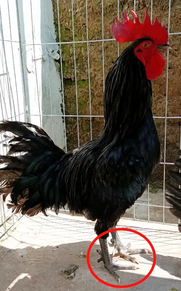 Ayam jago black Sumatera jari 10 unik