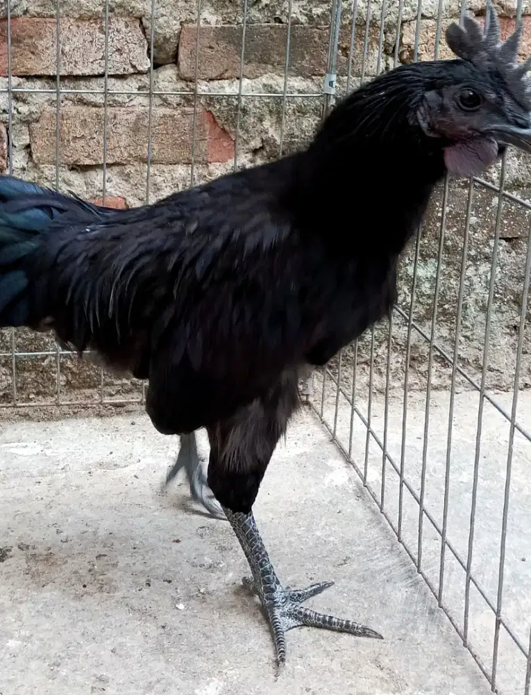 Ayam jago cemani black Sumatera jari 11 unik