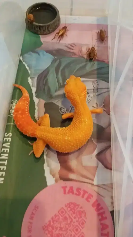Gecko Sunglow Calon Induk
