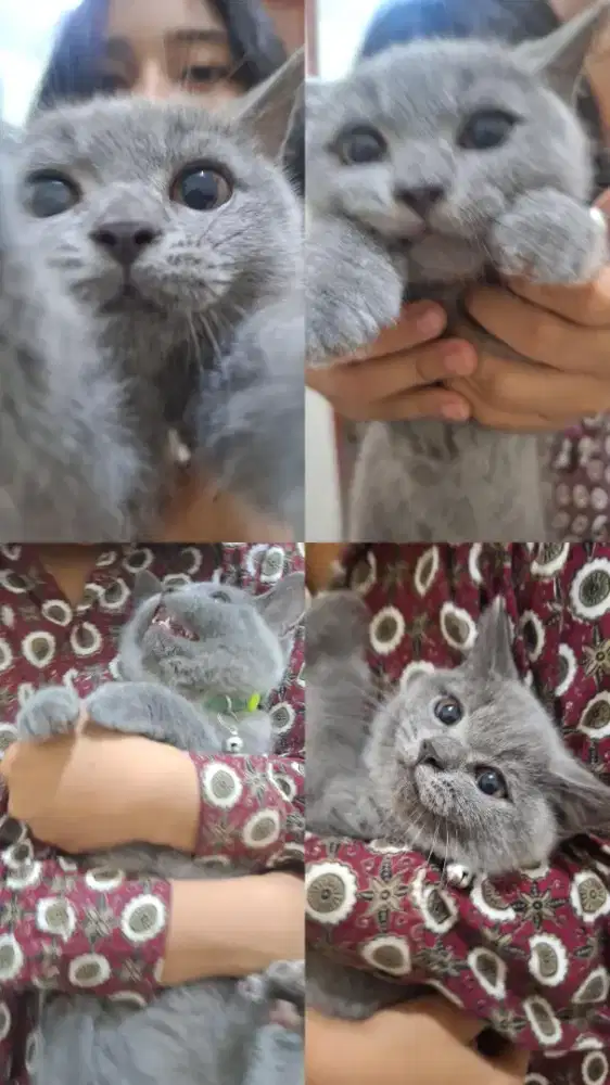 BSH kitten Jantan