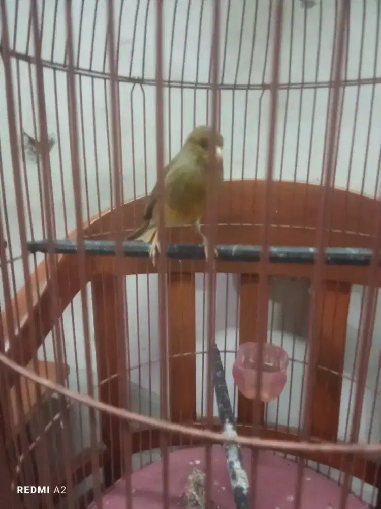 Kenari loper jantan