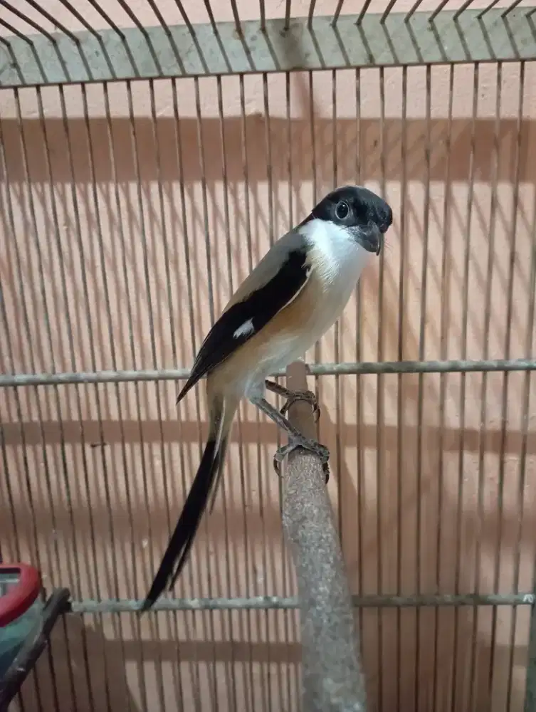 Burung pentet cendet jatim mapan rajin bunyi