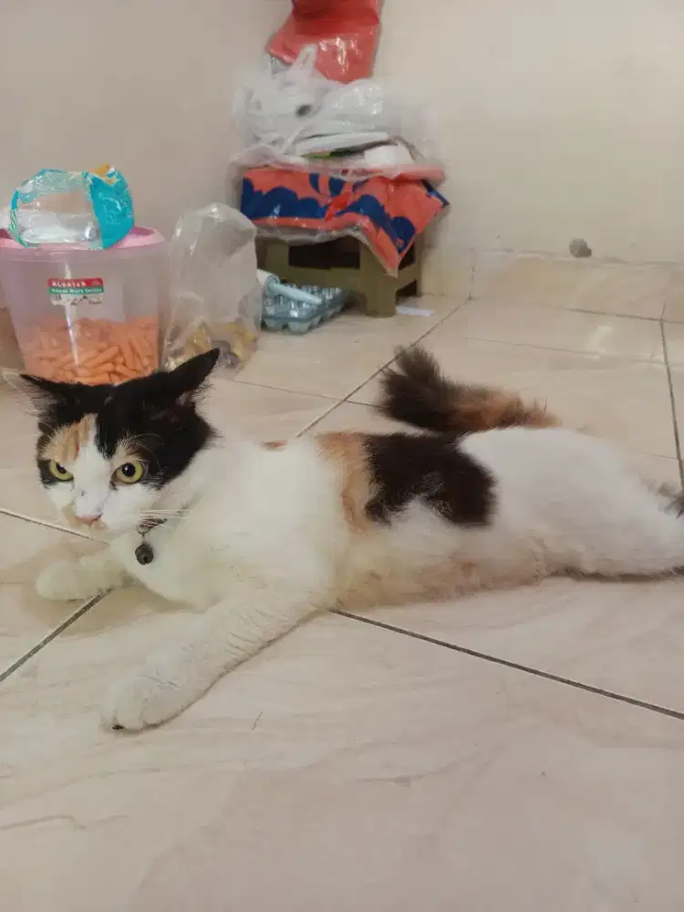 lepas adopsi kucing calico betina umur 1th
