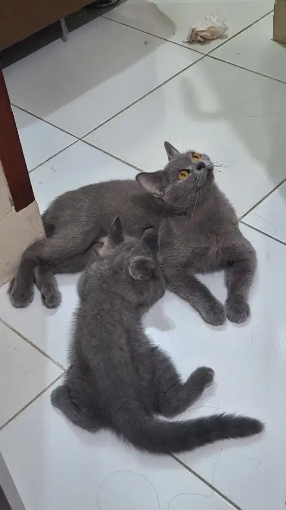 Lepas Adop BSH sepasang