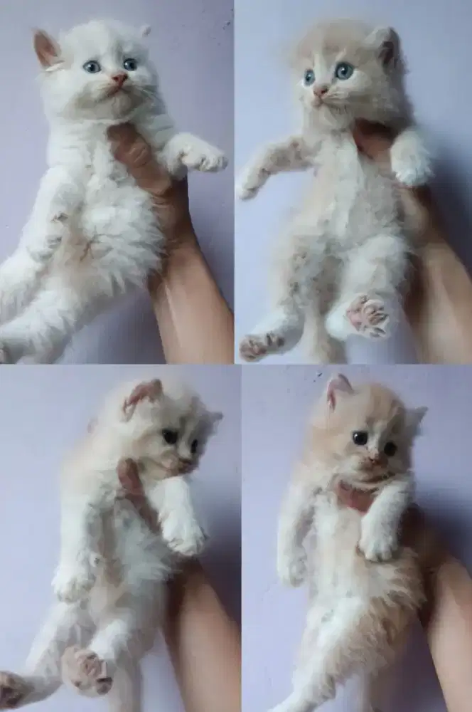 kucing persia flatnose