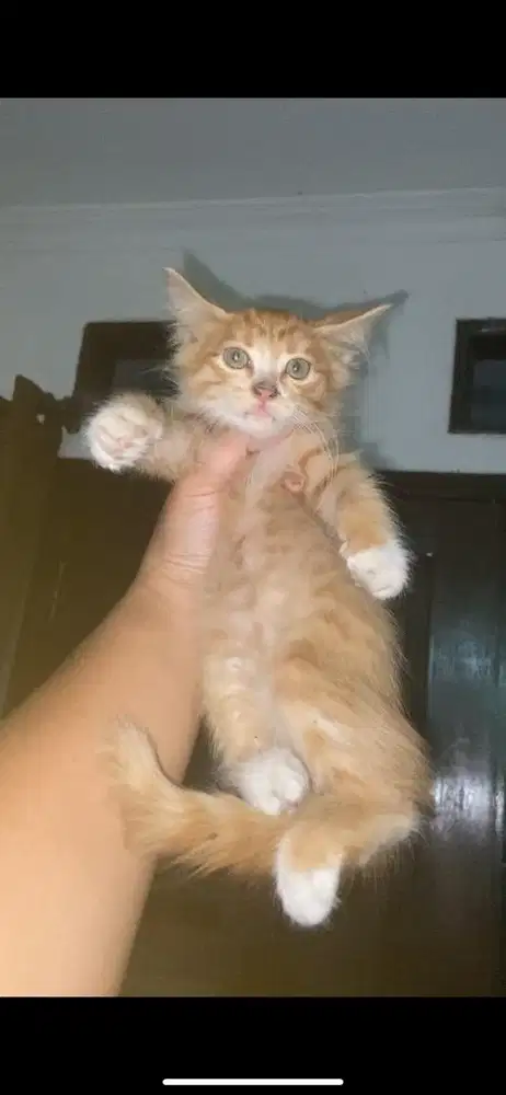 Kitten mixdome jantan
