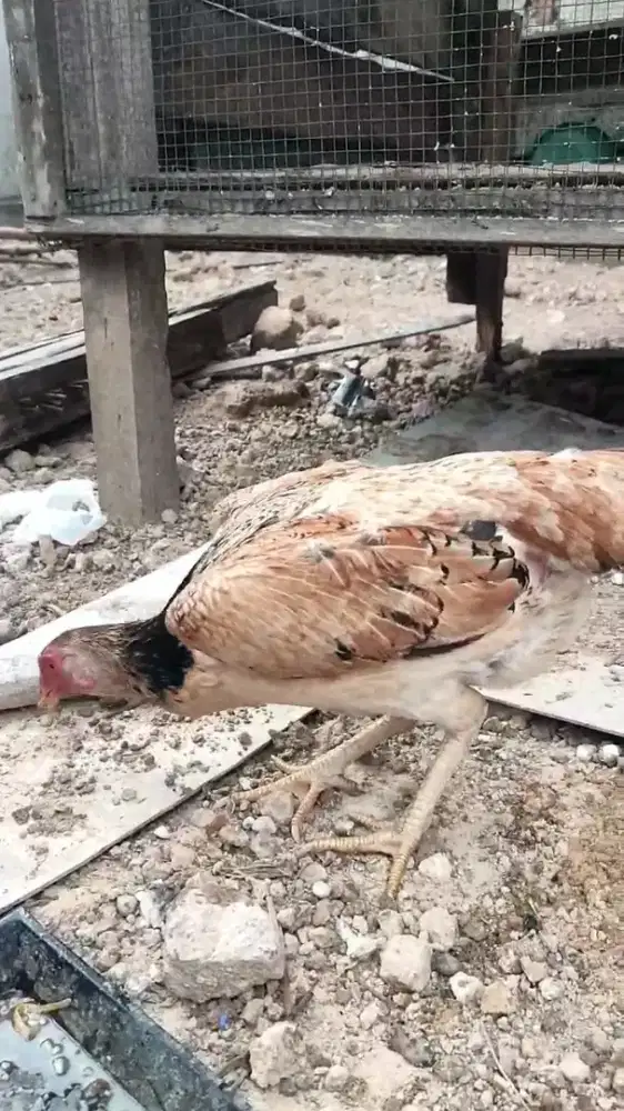 Shamo eropa tricolour mau nelur siap cetak