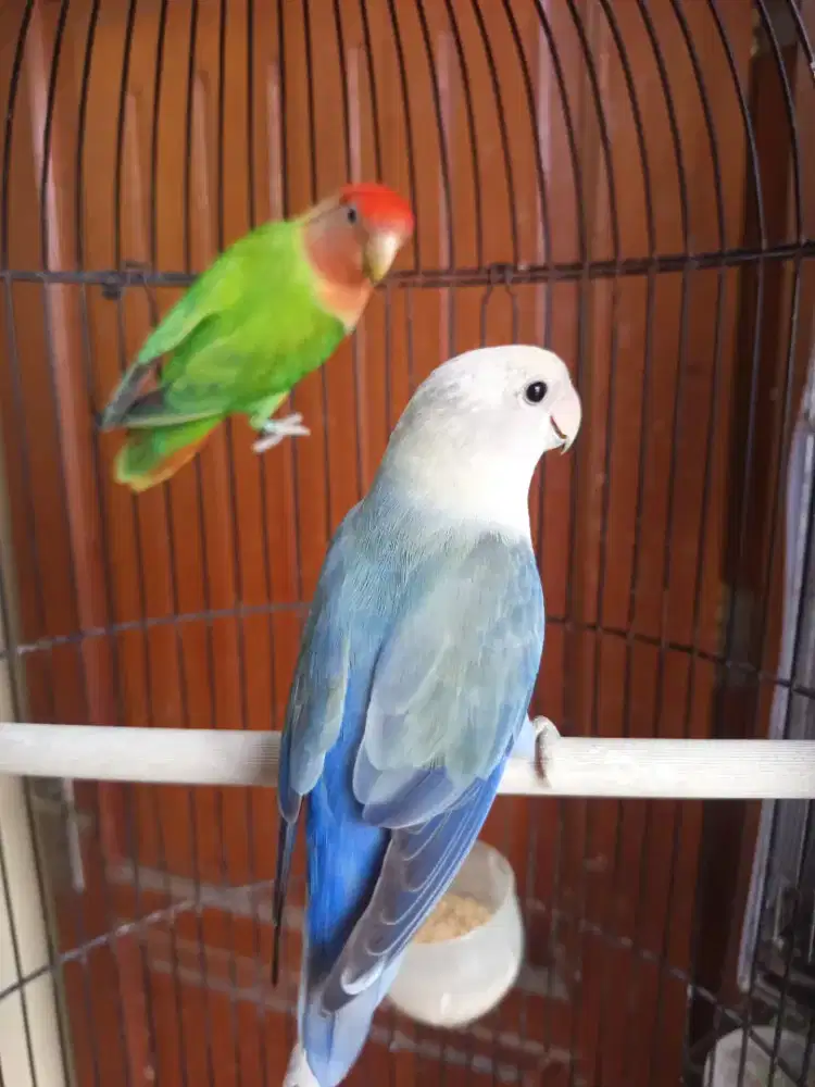 lovebird nonklep indukan produksi