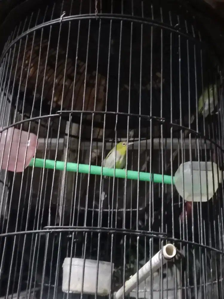 Burung kecil + kandang