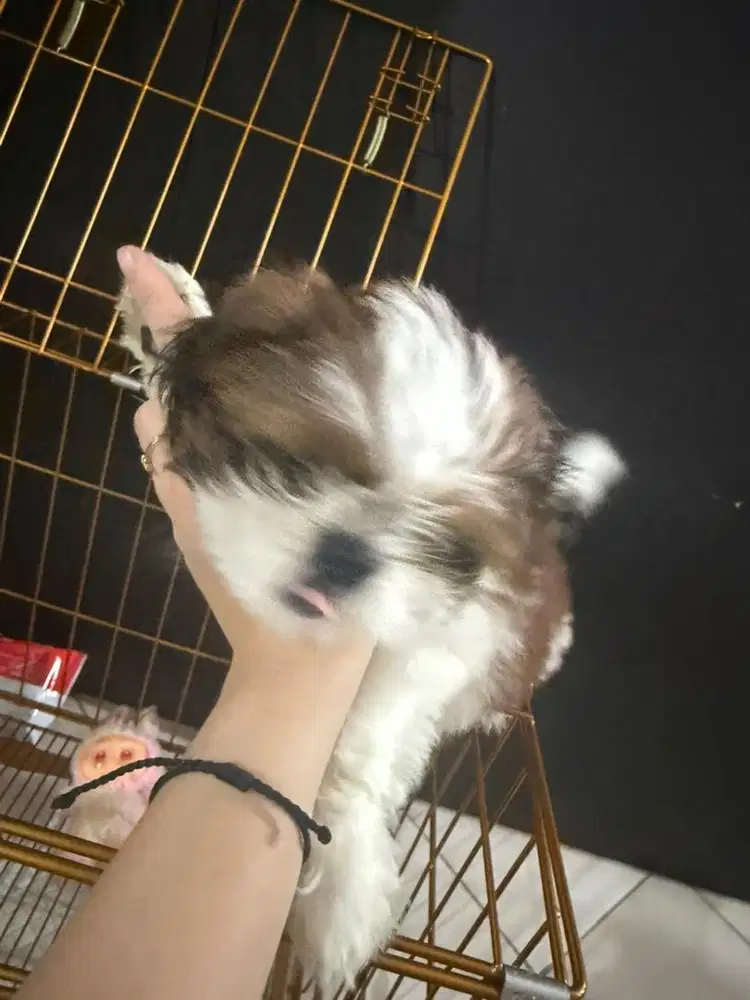 Di jual anjing shitzu