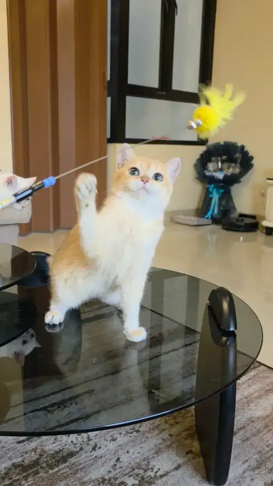 Kitten British Shorthair BSH Golden Jantan