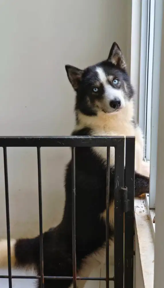 Siberian Husky Tudedo