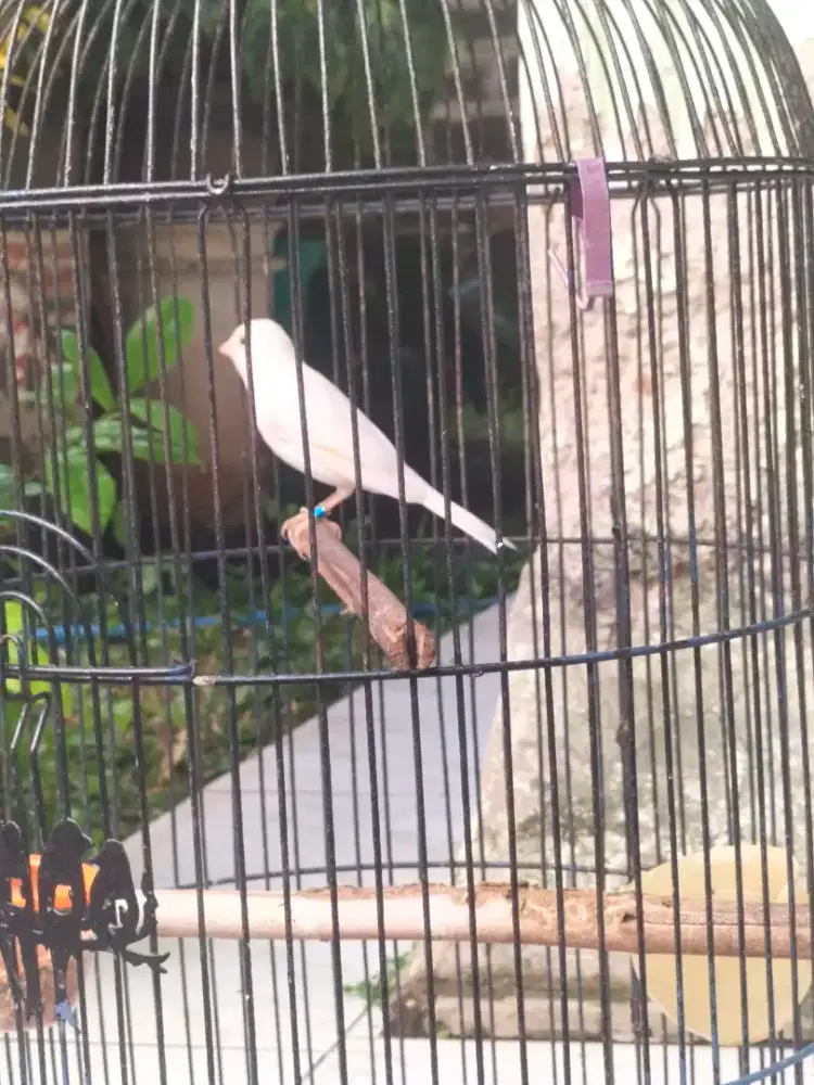 Kenari putih (burja).