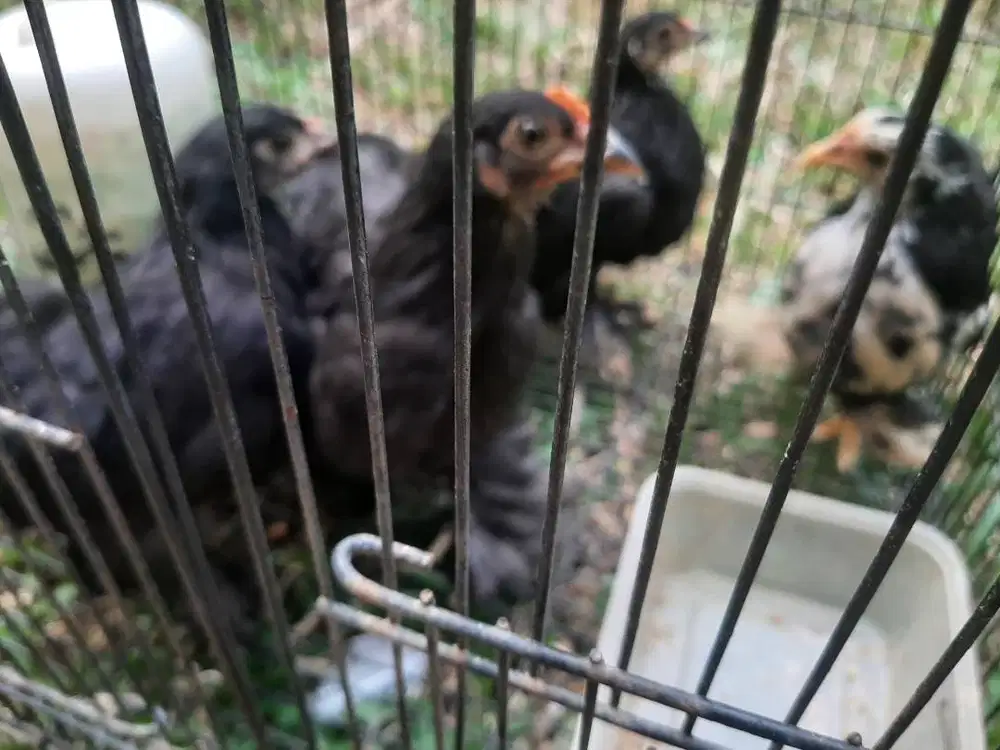 Anakan ayam bantam cochin usia 2 bulan