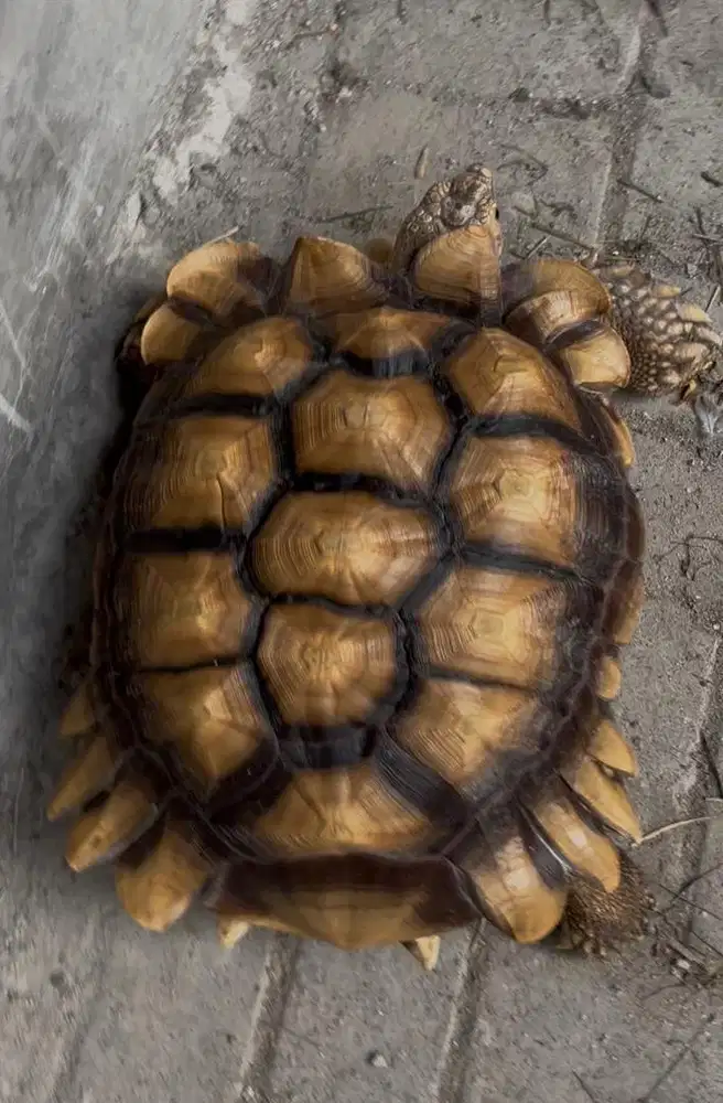 Sulcata jantan 40cm