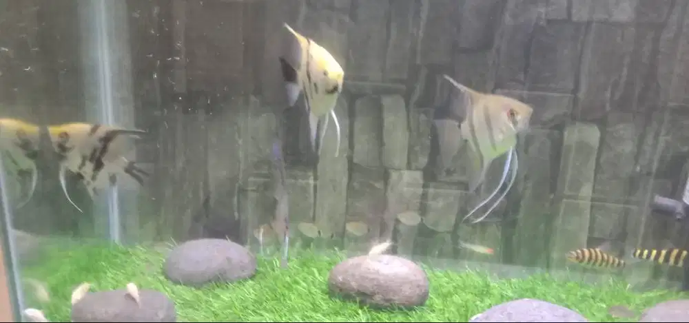 borongin ikan hias 30 ekor