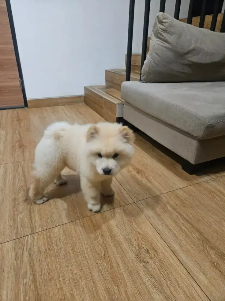 Dijual anjing chow chow usia 3bln