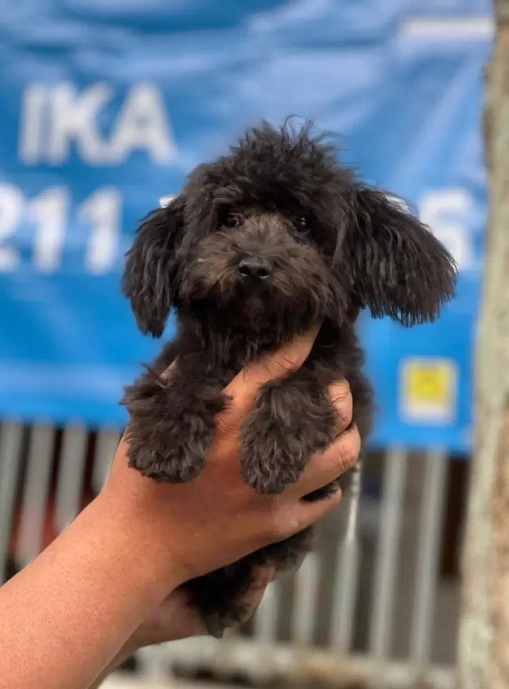 Anjing / puppies black toy poodle jantan