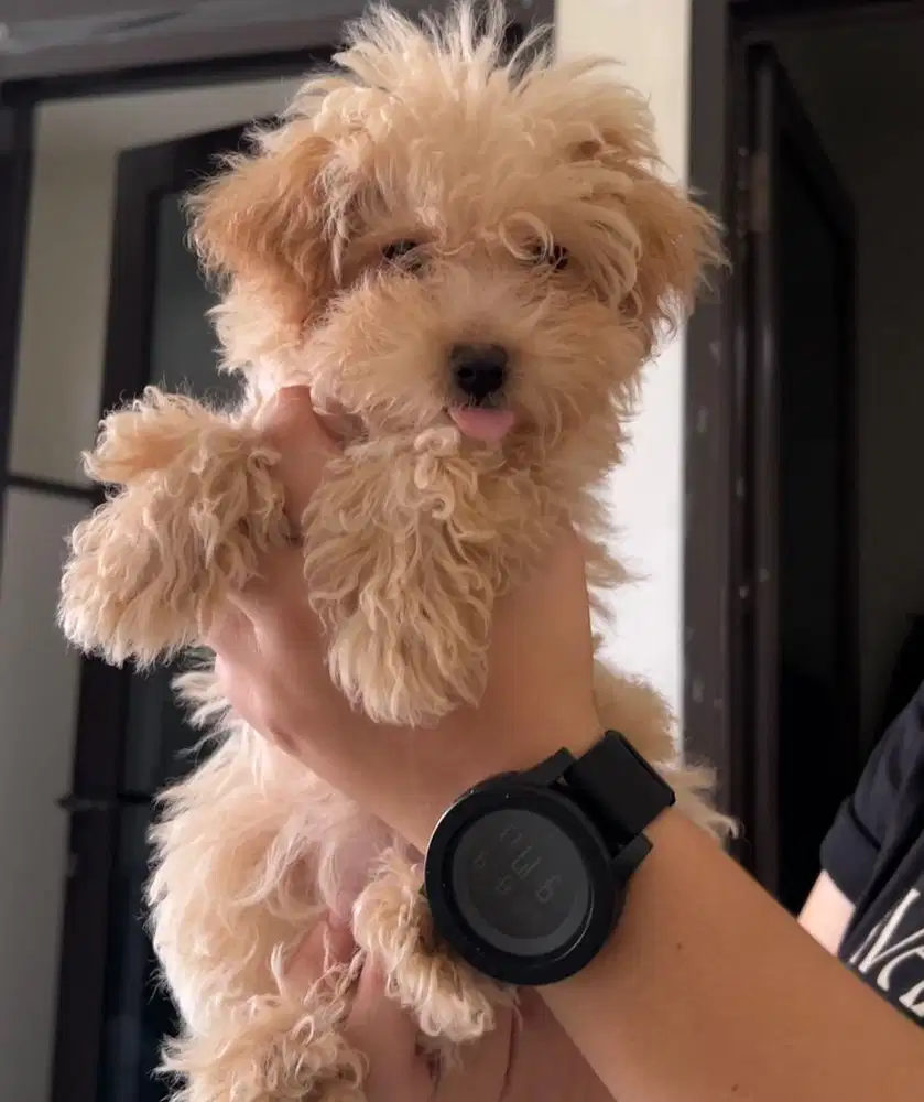 Puppies / anjing maltipoo betina cute