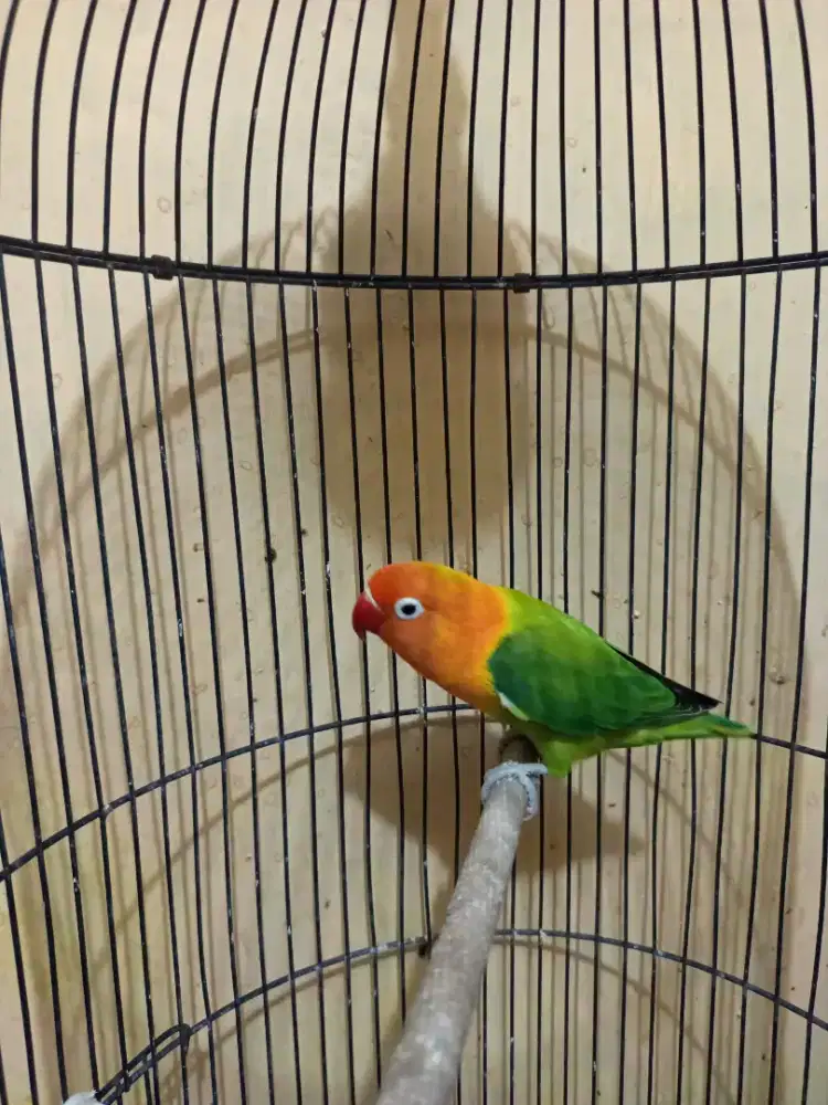 Lovebird biola janda semua