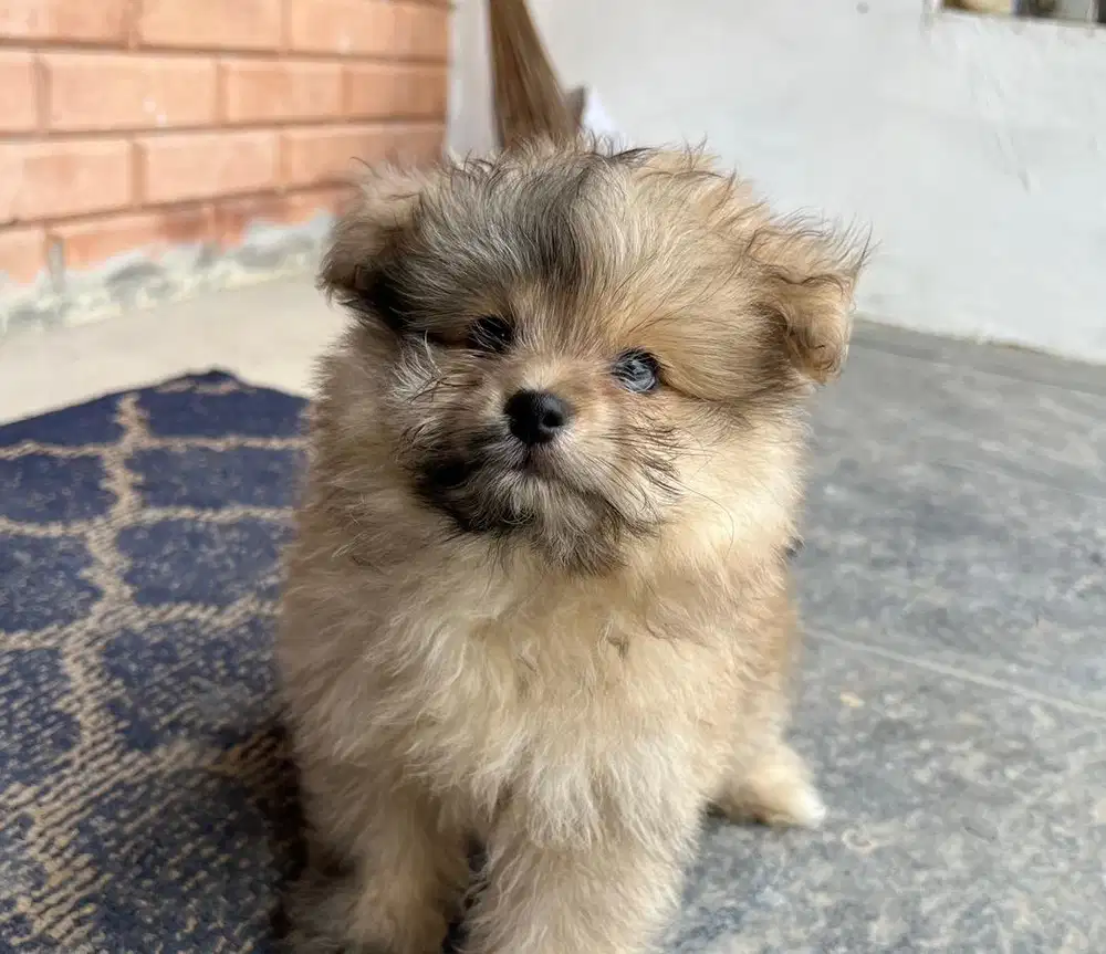 Anjing / puppies pompoo betina cute
