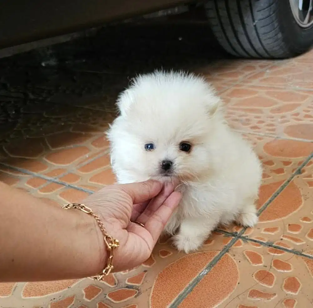 Anjing / puppies minipom betina cute