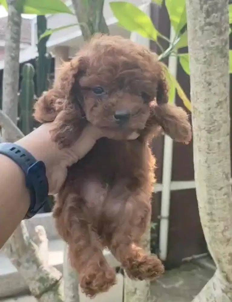 Anjing / puppies red toy poodle cute