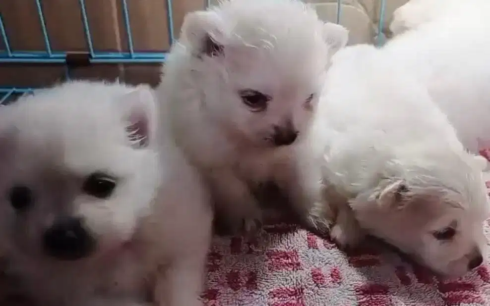 Puppies / anjing minipom cute murmer