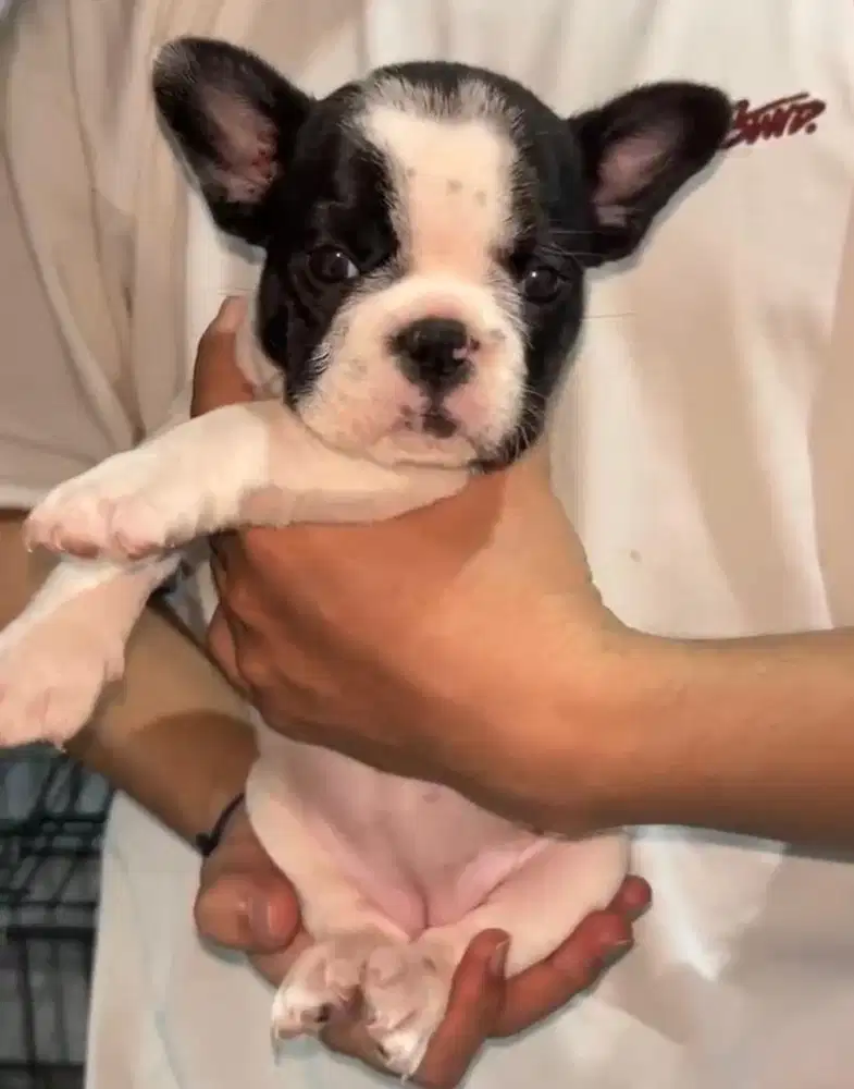 Puppies / anjing french bulldog betina cute