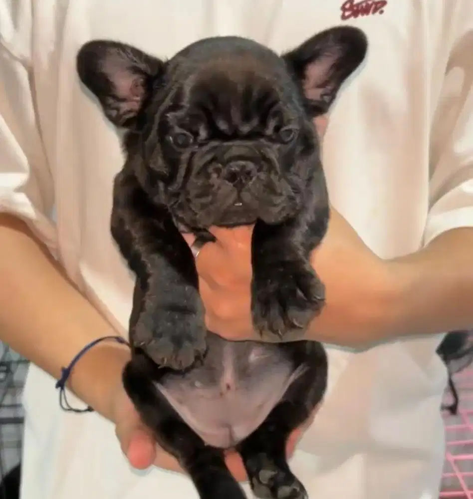 Puppies / anjing black french bulldog betina HQ