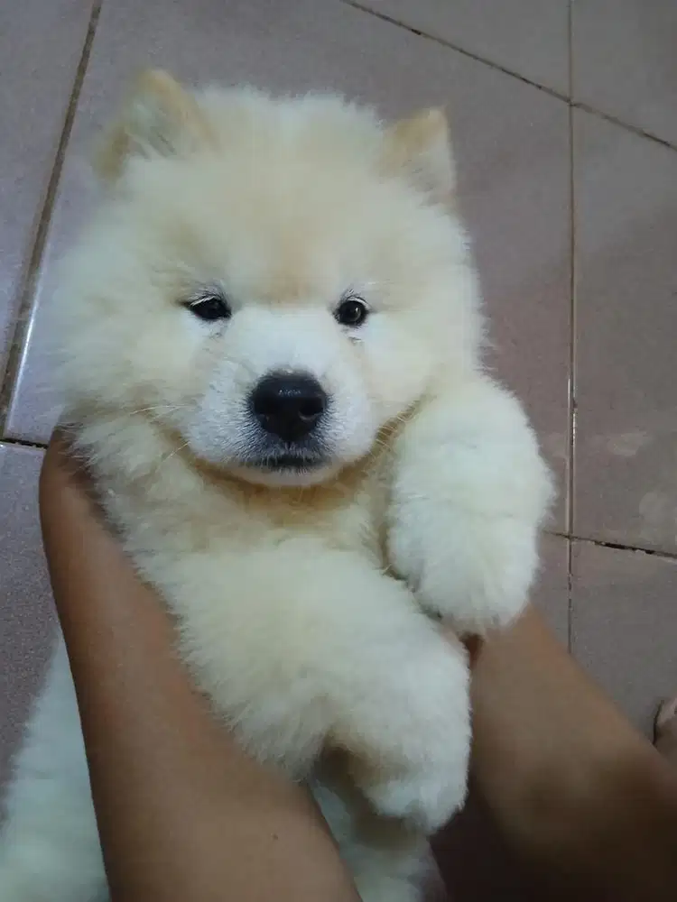 Anjing/ puppies chow-chow betina cute