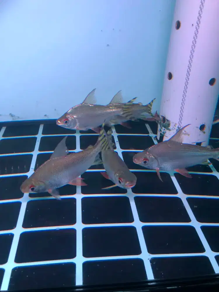Ikan pembersih Yellow feifeng