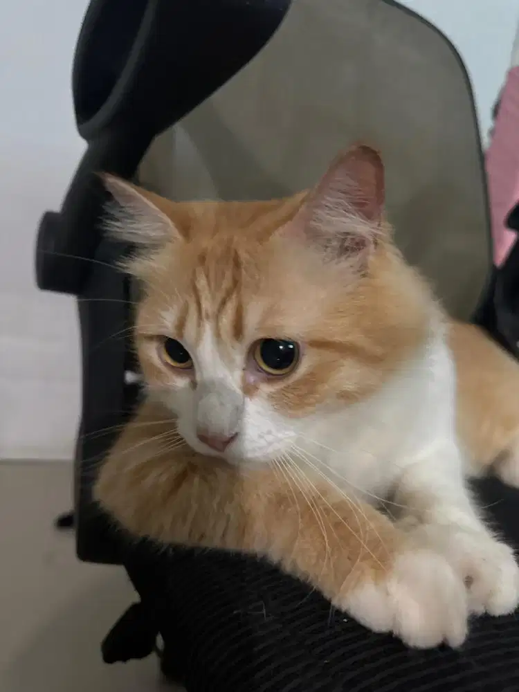 Coco di OLX. Kucing kece jantan. Udah disteril