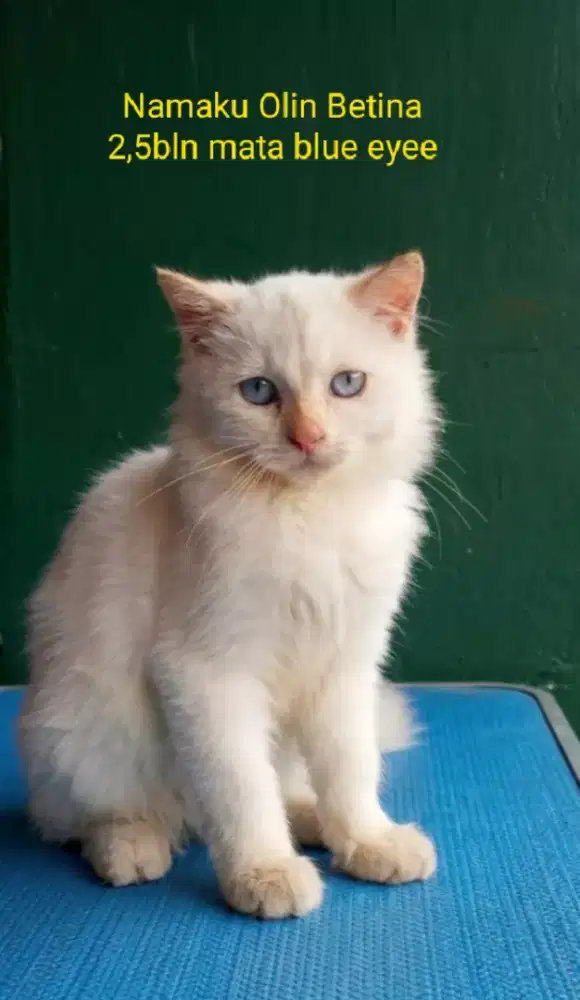 Persia Mix (Himalaya redpoint)
