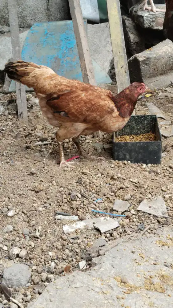 Ayam Babon KUB produk