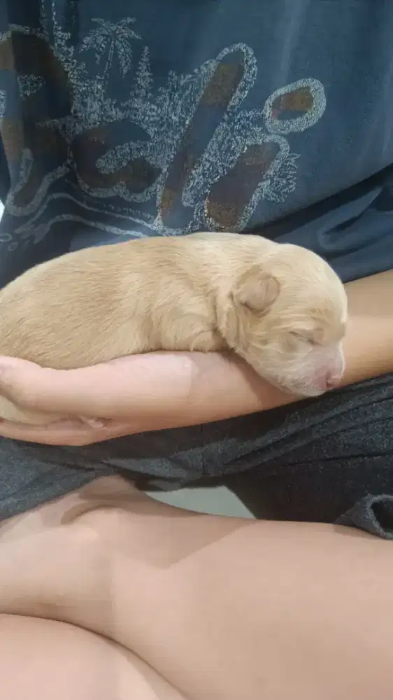Anak aniing mix