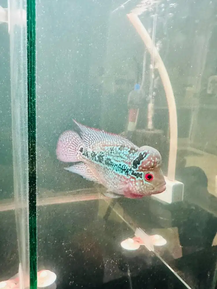 Hiasan louhan mutiara